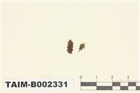 藏品(疣鱗蘚屬)的圖片